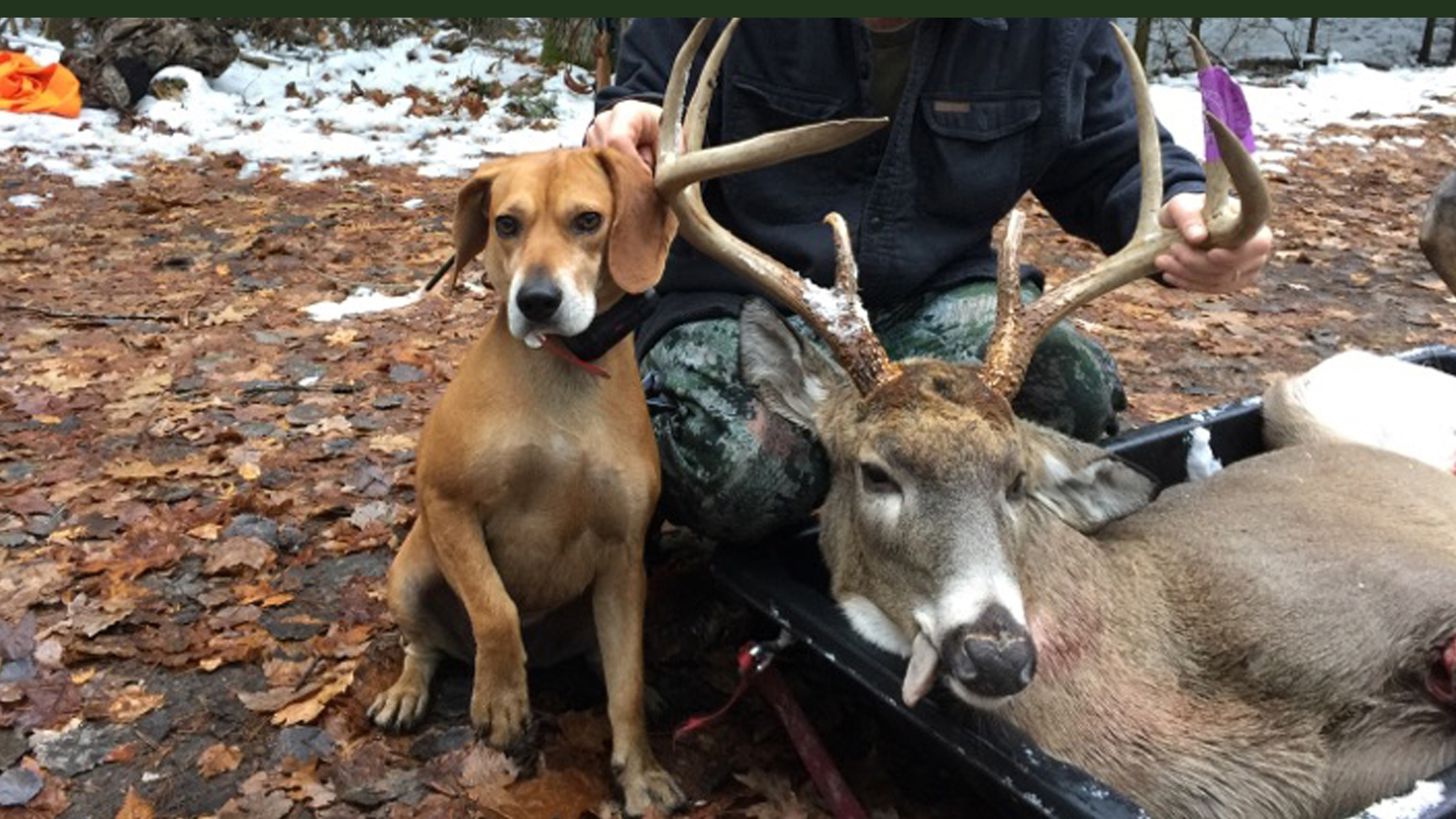 Traverse City Deer Dog Tracking Nov 23 2016